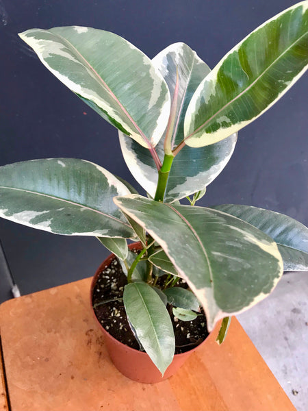 variegated rubber tree light Variegated Rubber Tree