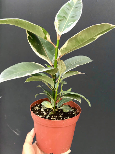 variegated rubber tree light Variegated Rubber Tree