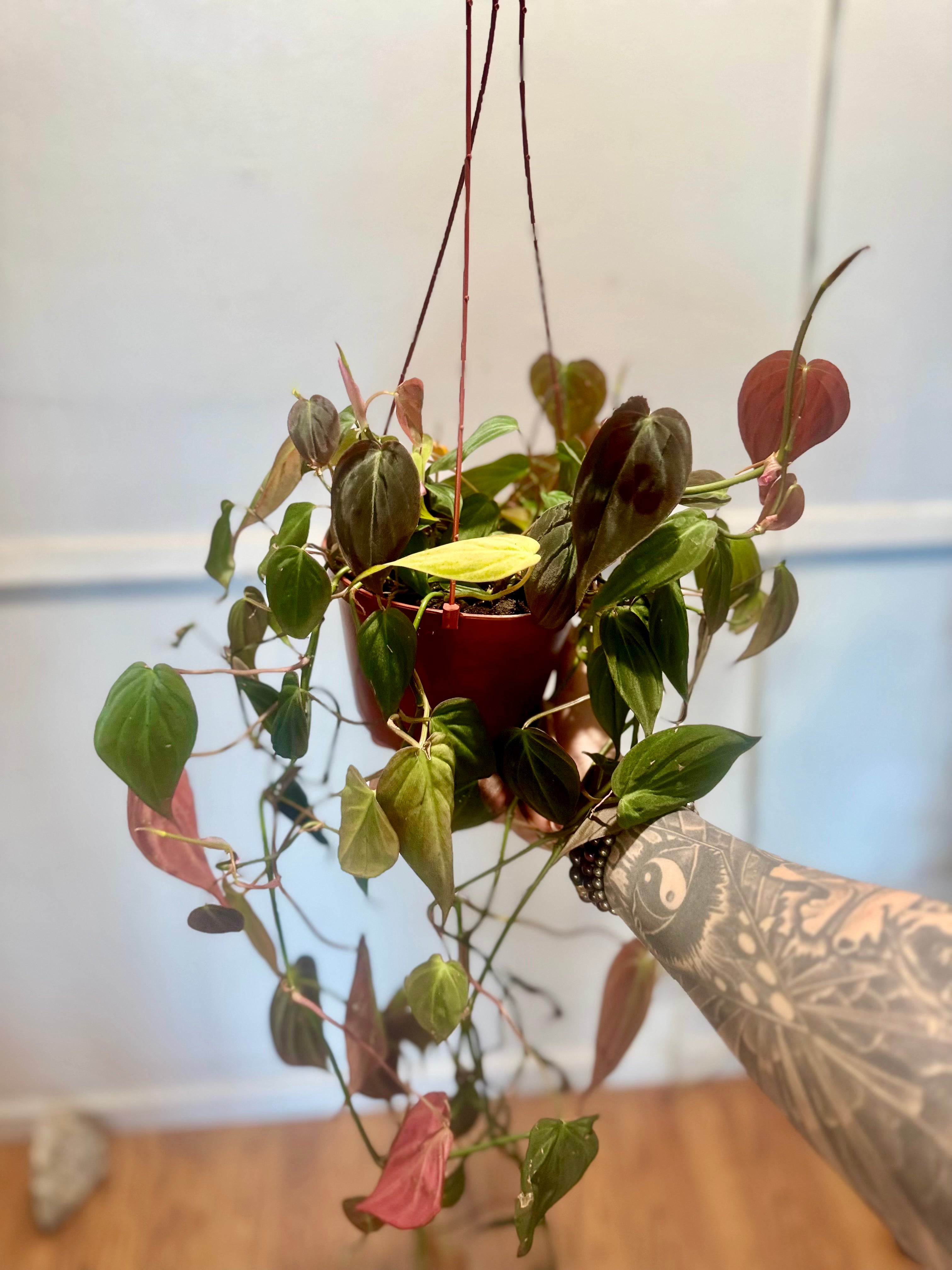 philodendron micans hanging Hanging Philodendron Micans Plant