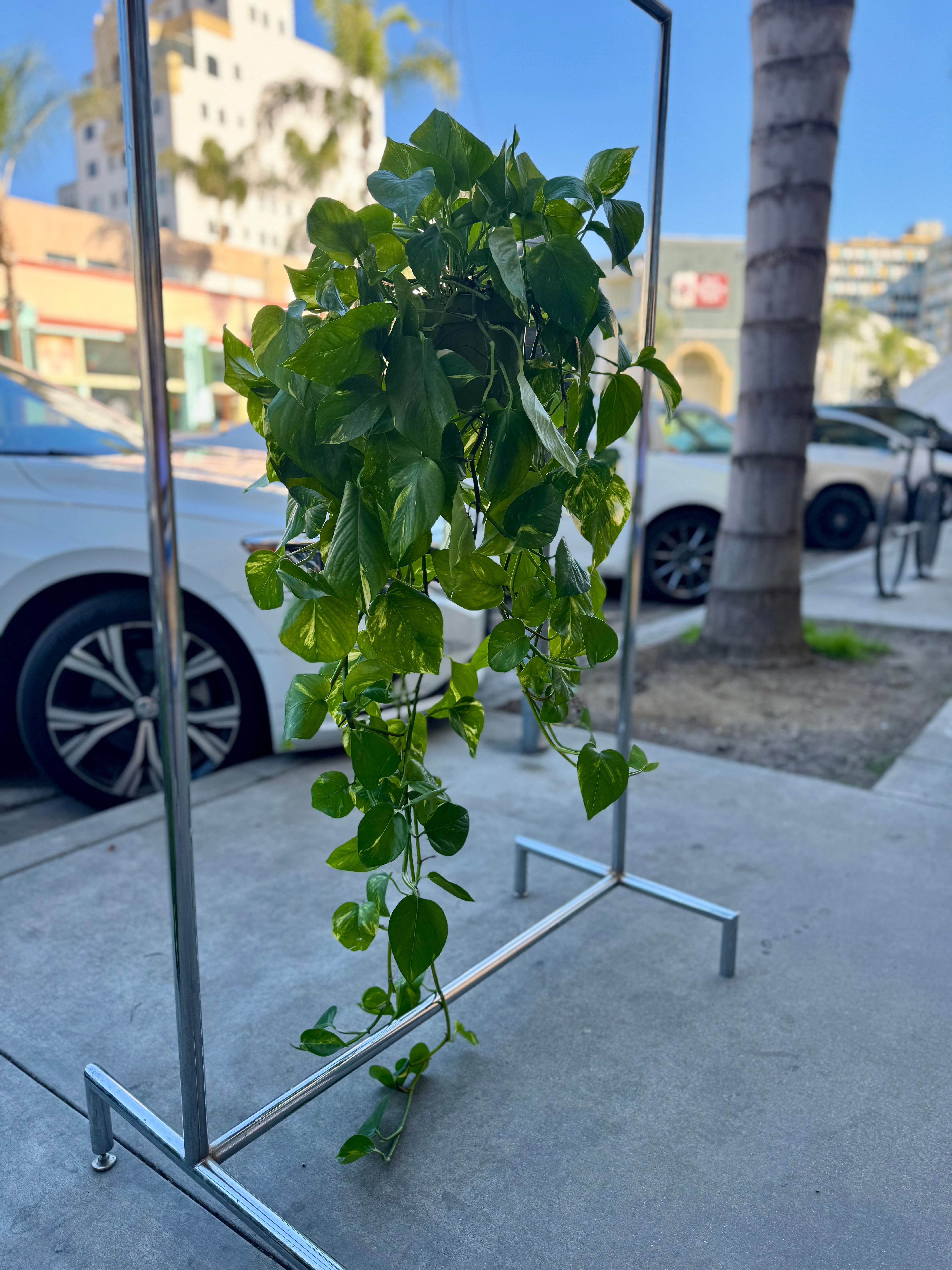 pothos golden hanging 6” Hanging Golden Pothos
