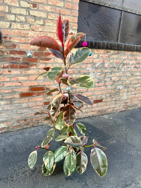 Red Ruby Variegated Belize Ficus Elastica (57 in tall) - ONLY 1!