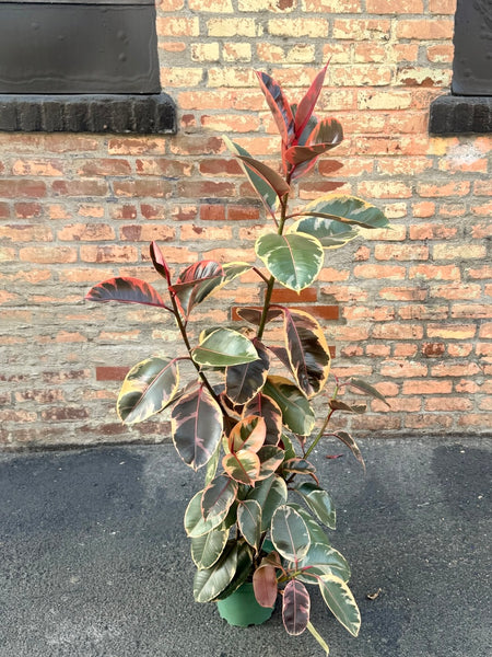 Red Ruby Variegated Belize Ficus Elastica (57 in tall) - ONLY 1!