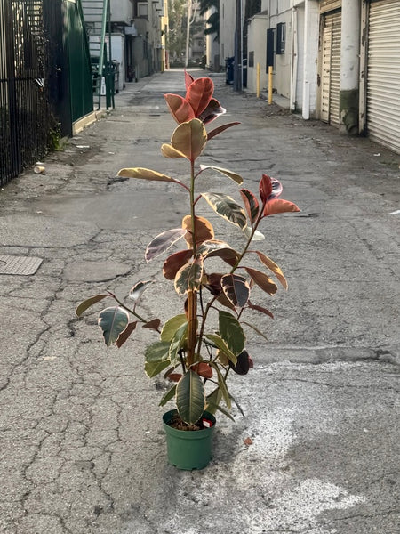 Red Ruby Variegated Belize Ficus Elastica (57 in tall) - ONLY 1!