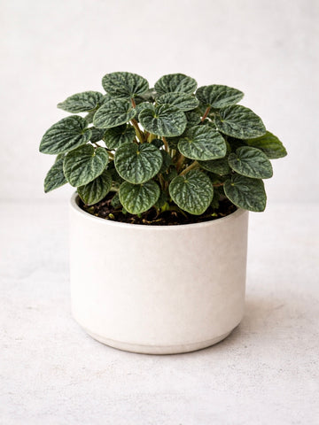 Emerald Ripple Peperomia