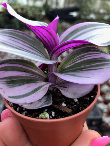 (CTradescantia Nanouk (Pink Wandering Jew) Plant