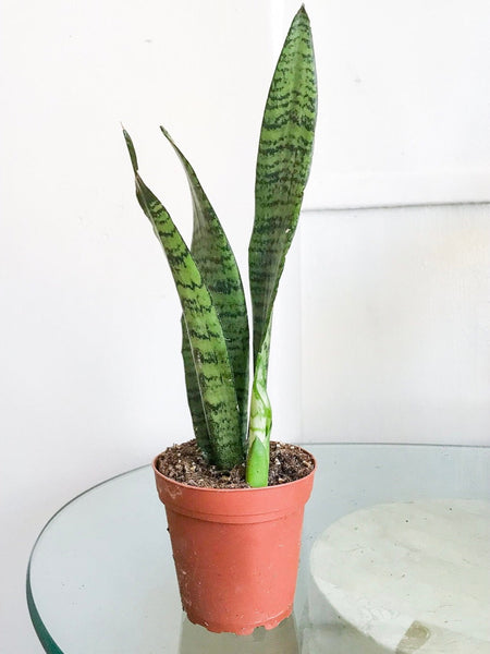 Sansevieria Zeylanica Snake Plant