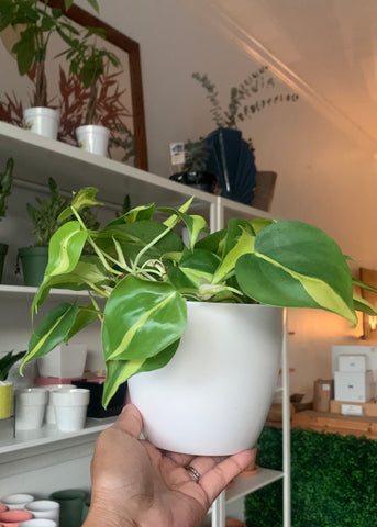Brasil Philodendron Plant