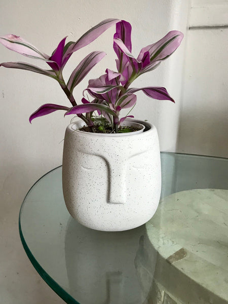 (CTradescantia Nanouk (Pink Wandering Jew) Plant