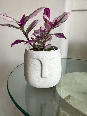 (CTradescantia Nanouk (Pink Wandering Jew) Plant