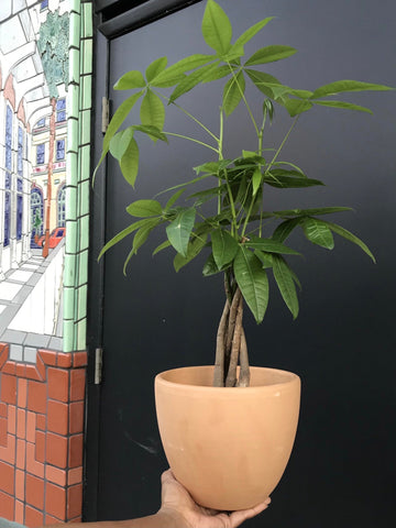 Money Tree Plant
