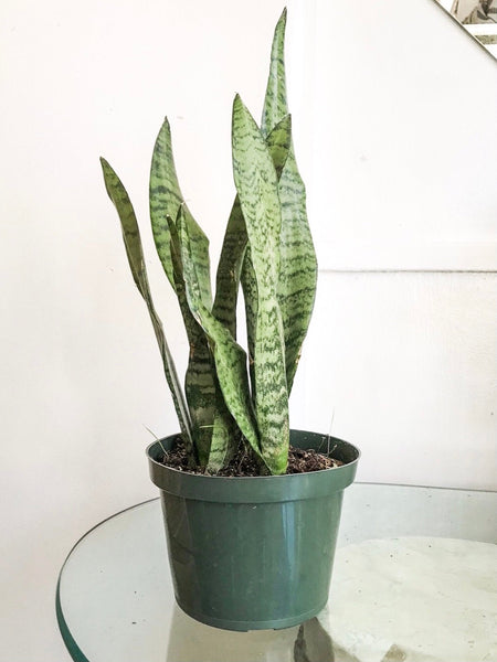 Sansevieria Zeylanica Snake Plant