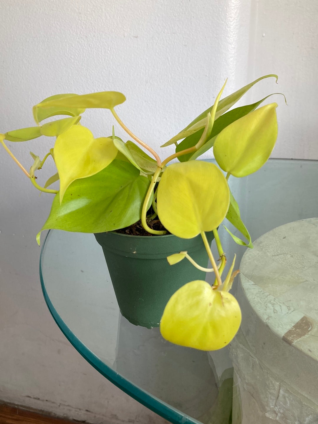neon philodendron yellow leaves Neon Philodendron Plant
