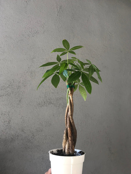 Money Tree Plant