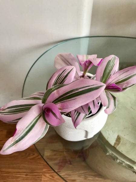 (CTradescantia Nanouk (Pink Wandering Jew) Plant