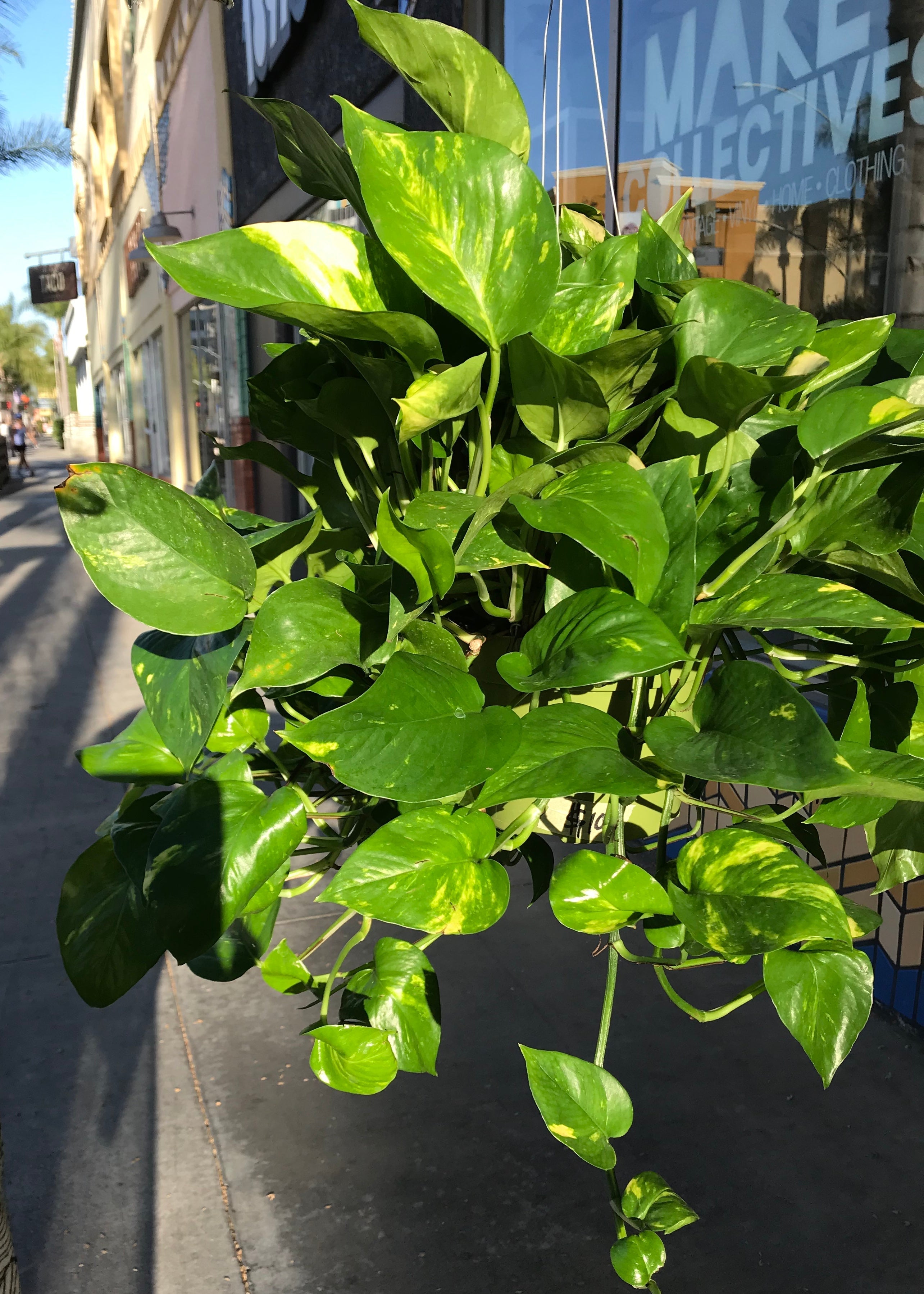 6 pothos plant 6” Hanging Golden Pothos