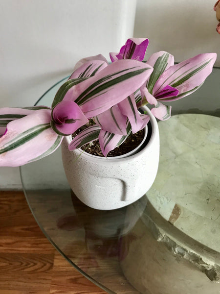 (CTradescantia Nanouk (Pink Wandering Jew) Plant