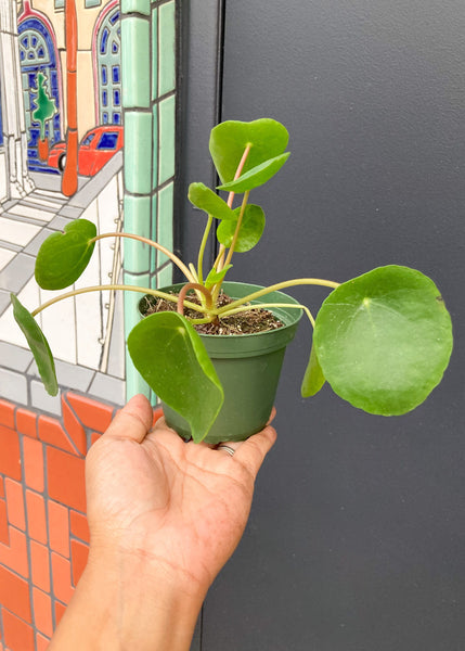 Chinese Money Plant (Pilea Peperomiodes)