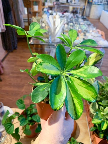 Schefflera Arboricola Plant (Dwarf Umbrella)