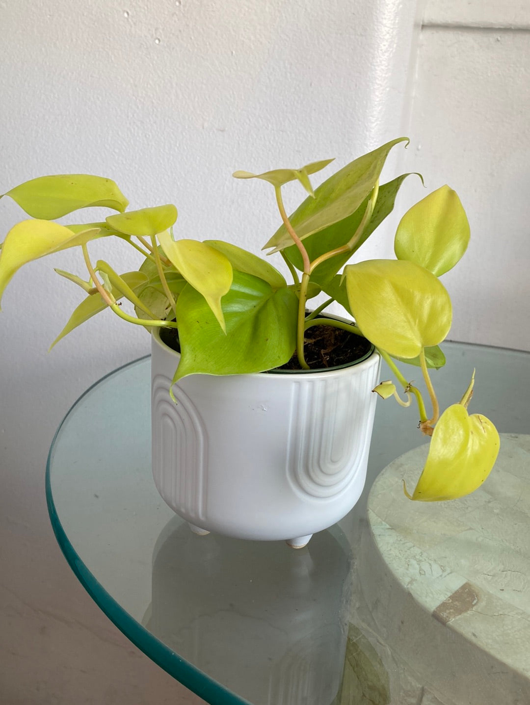 neon brazil philodendron Neon Philodendron Plant