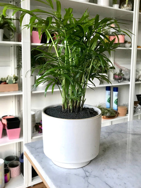 Palm Bella Neanthe Plant