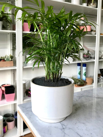 Palm Bella Neanthe Plant
