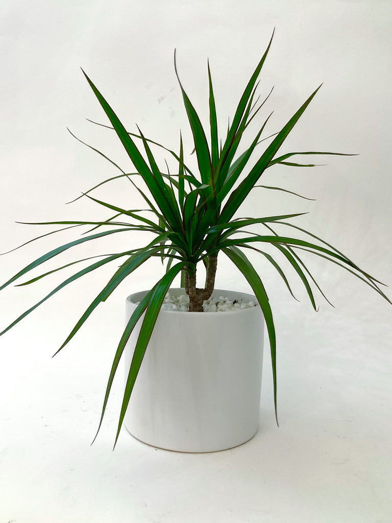 dracaena plant nasa Dracaena Marginata Plant