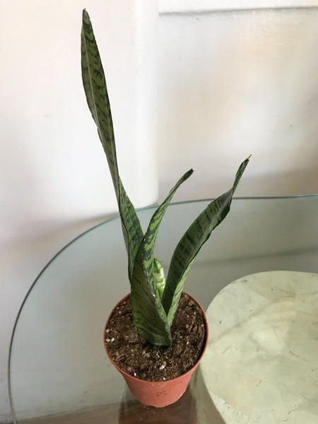 Sansevieria Zeylanica Snake Plant