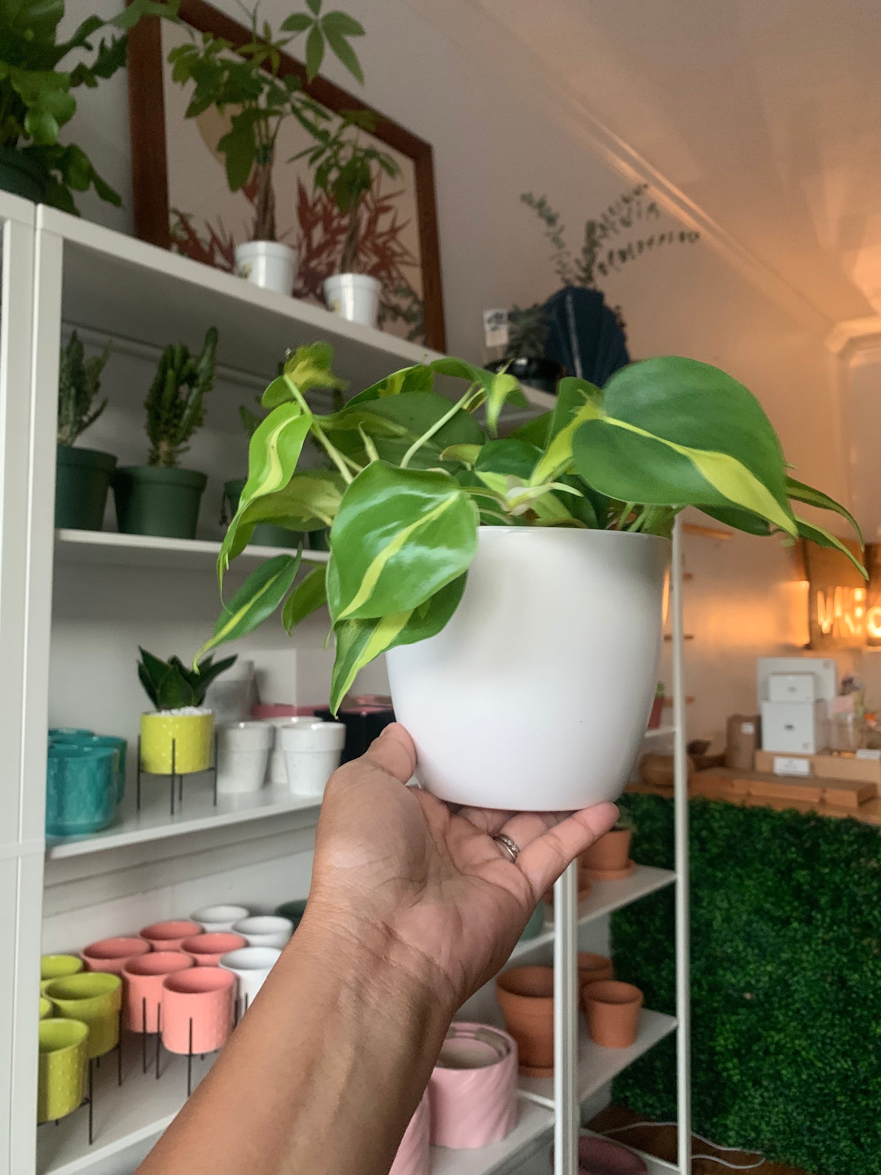 brazilian philodendron Brasil Philodendron Plant