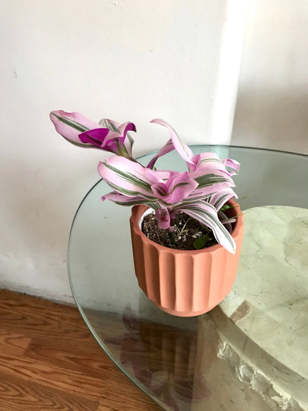 (CTradescantia Nanouk (Pink Wandering Jew) Plant