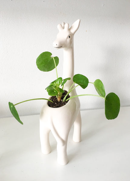 Chinese Money Plant (Pilea Peperomiodes)