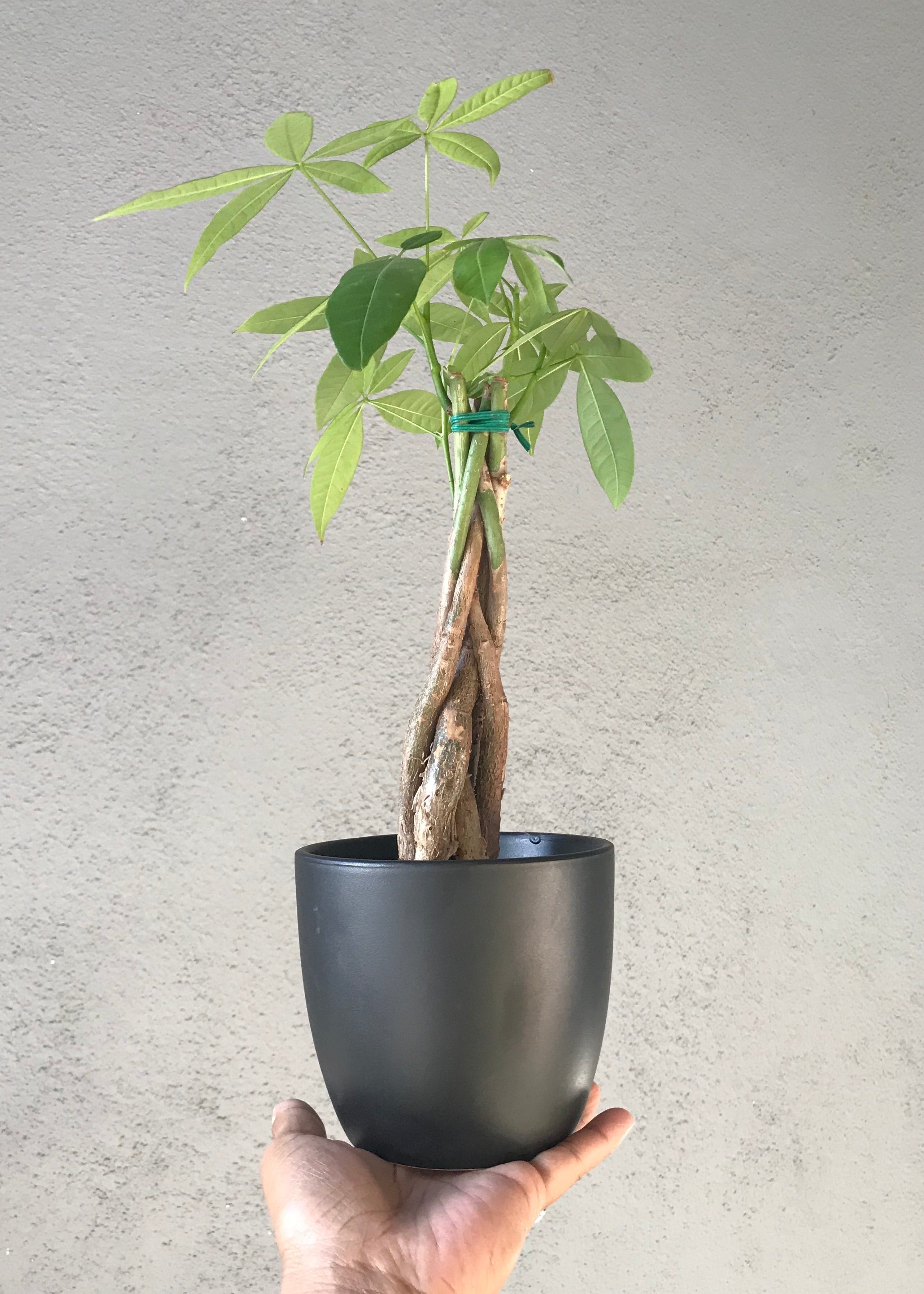 do money trees like small pots Money Tree Plant