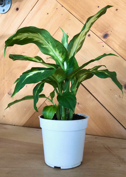 Dumb Cane (Dieffenbachi Camilla) Plant