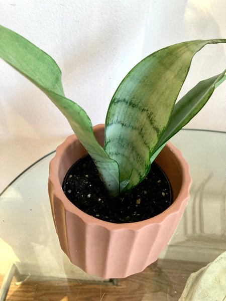 Moonshine Snake Plant Sansevieria