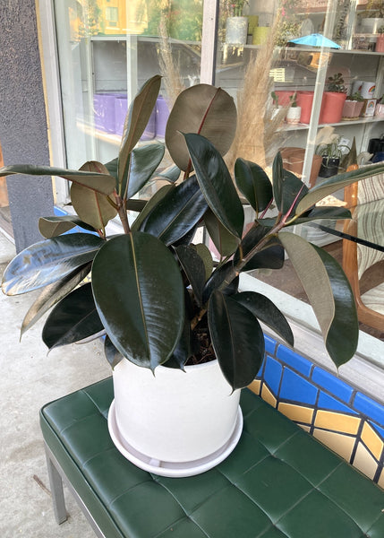 Rubber Tree Plant