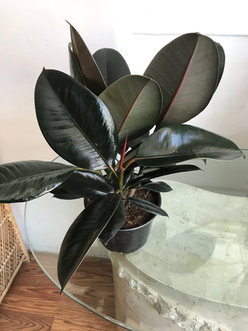 Rubber Tree Plant