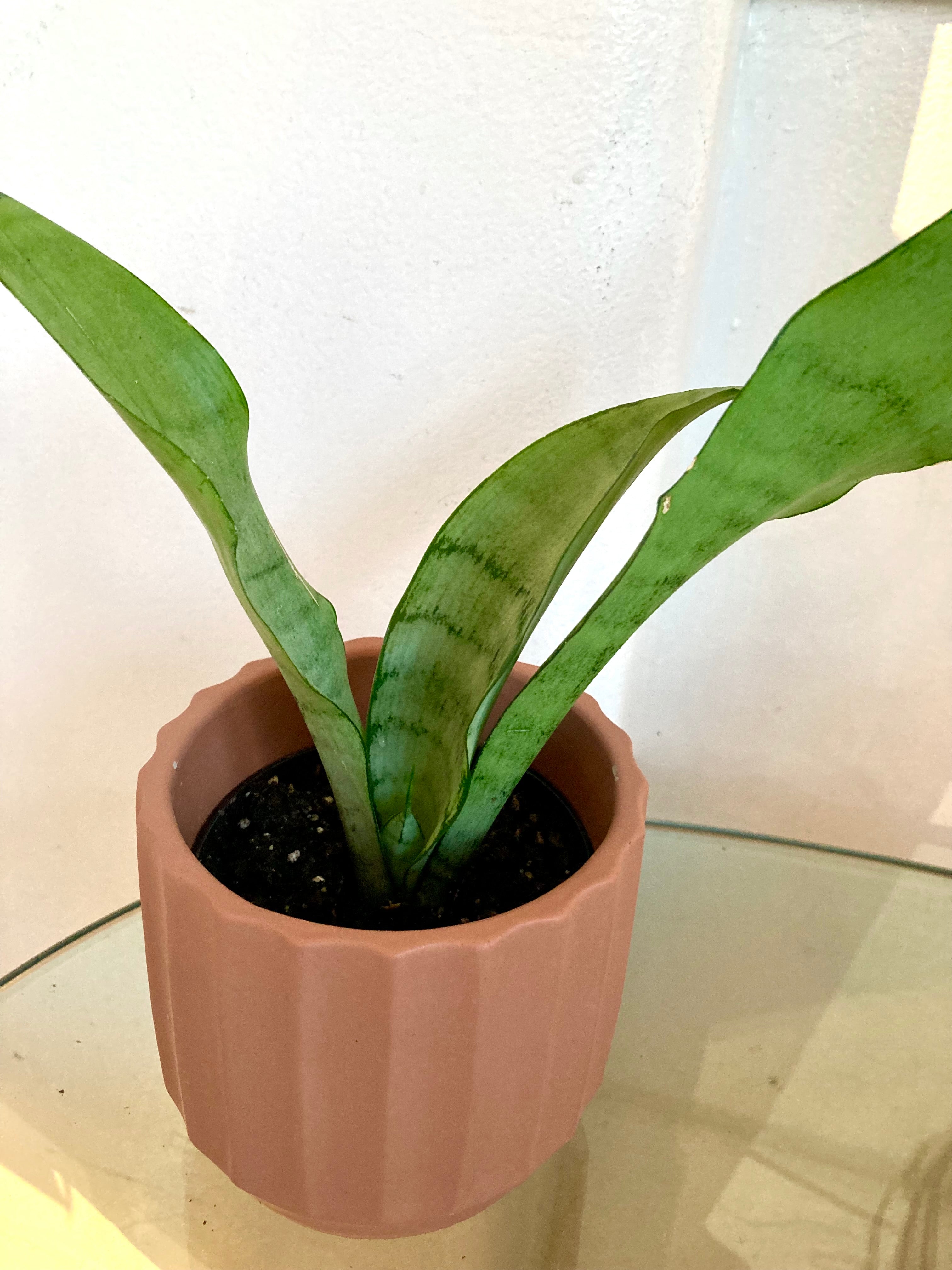 dehydrated snake plant Moonshine Snake Plant Sansevieria