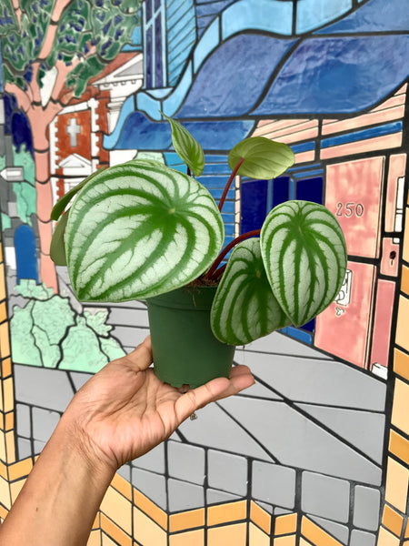 Watermelon Peperomia Plant