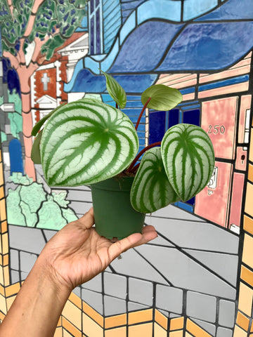 Watermelon Peperomia Plant