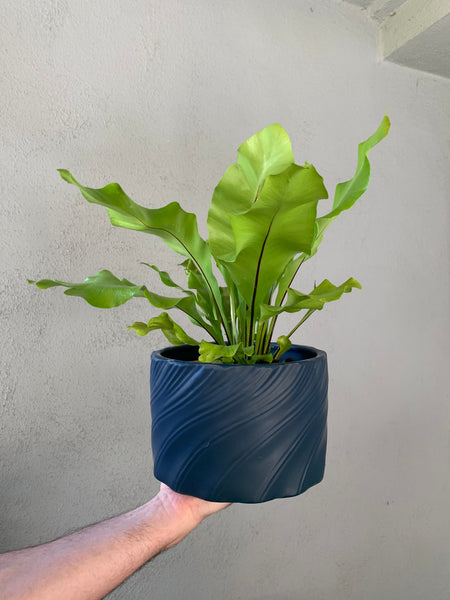 Bird’s Nest Fern