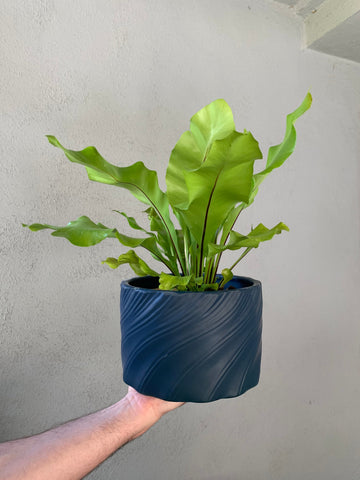 Bird’s Nest Fern