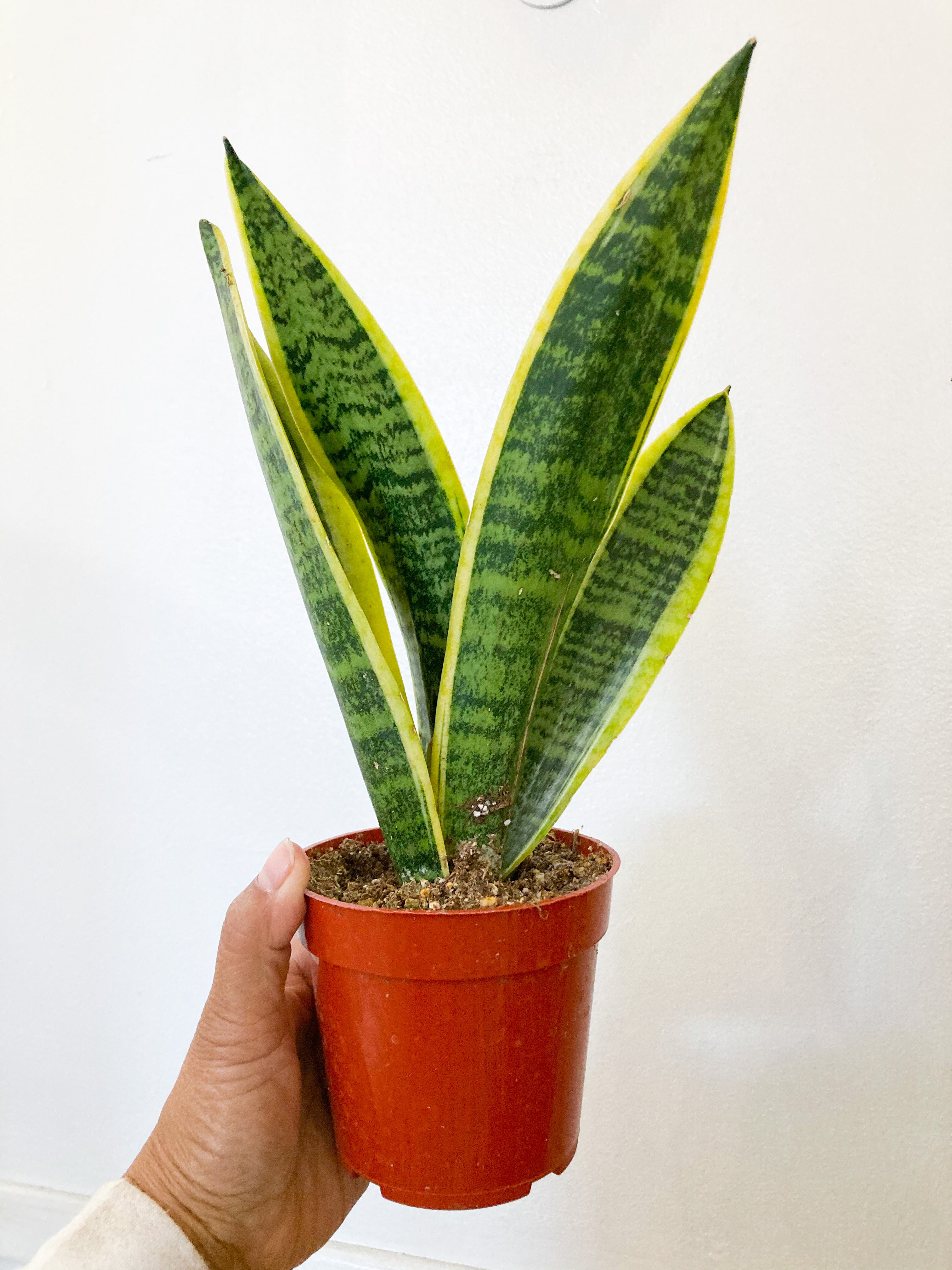 wide leaf snake plant Snake Plant Sansevieria Trifasciata Laurentii (Copy)