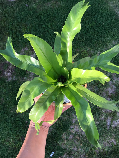 Bird’s Nest Fern