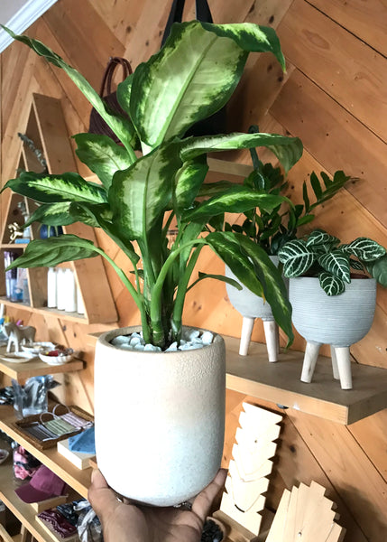 Dumb Cane (Dieffenbachi Camilla) Plant