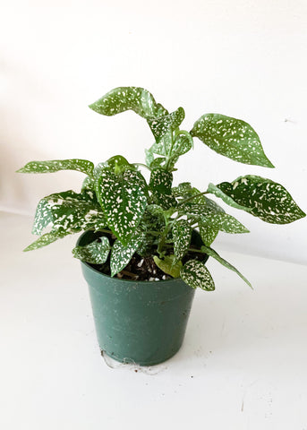 White Polka Dot Plant