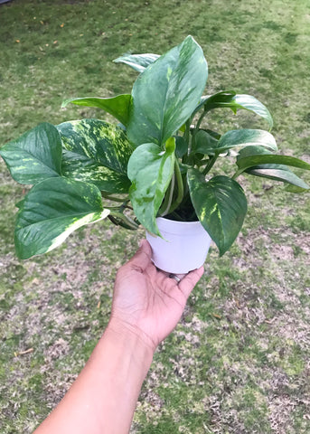 Golden Pothos Plant