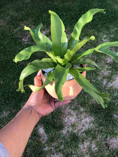 Bird’s Nest Fern
