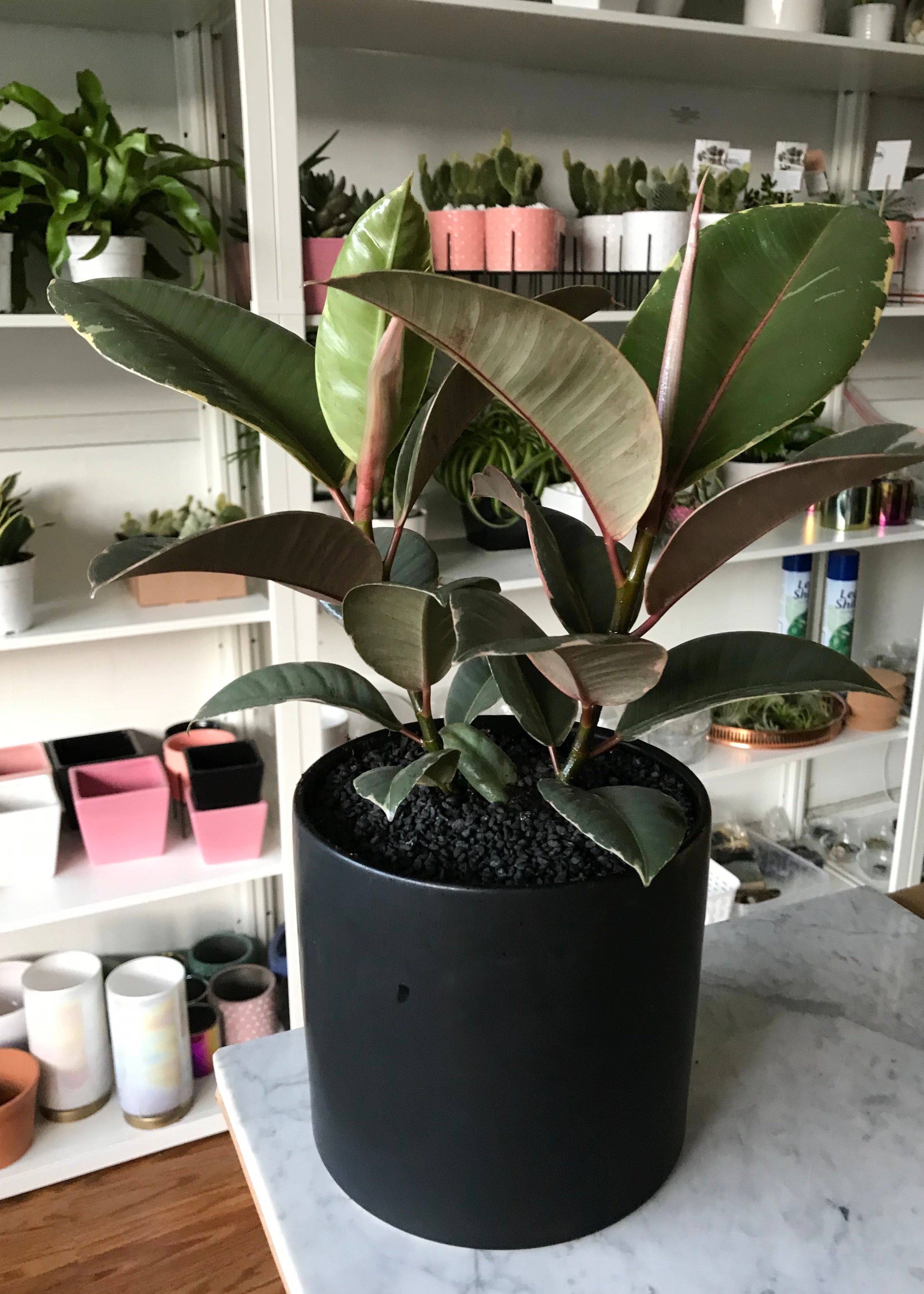 indoor variegated rubber plant Variegated Rubber Tree