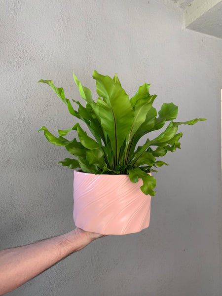 Bird’s Nest Fern