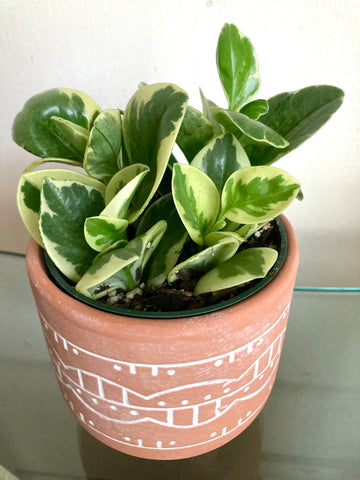 Variegated Peperomia Obtusfolia Plant