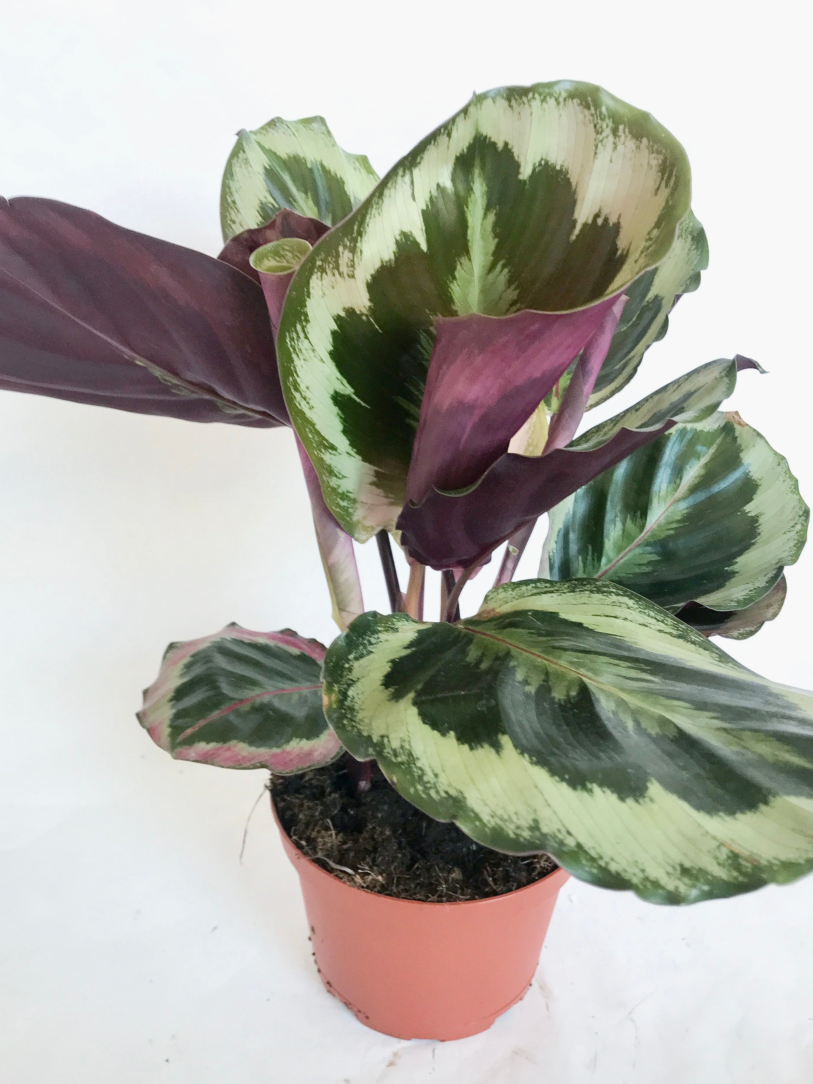 medallion prayer plant Calathea Medallion Prayer Plant